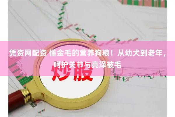 凭资网配资 懂金毛的营养狗粮！从幼犬到老年，呵护关节与亮泽被毛